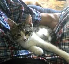 A baby small-sized female Domestic Short Hair cat named Charlotte for adoption in Fishers, IN