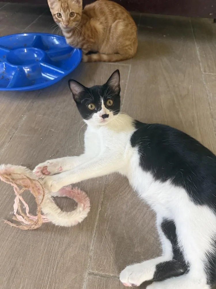 A baby small-sized male Black & White / Tuxedo Domestic Short Hair cat named Bulbasaur for adoption in Dallas, TX