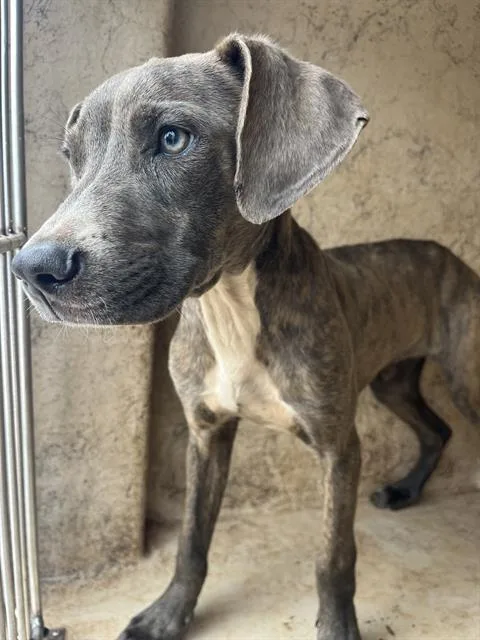 An adult medium-sized male Pit Bull Terrier dog named A for adoption in Oklahoma City, OK