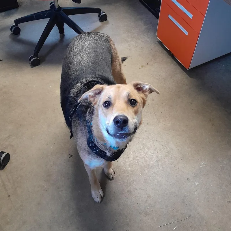 An adult large-sized female Yellow / Tan / Blond / Fawn German Shepherd Dog dog named Mishka for adoption in Jasper, IN