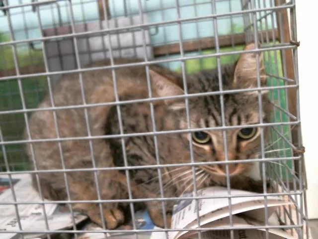 A young medium-sized male Domestic Short Hair cat named Owl for adoption in Houston, TX