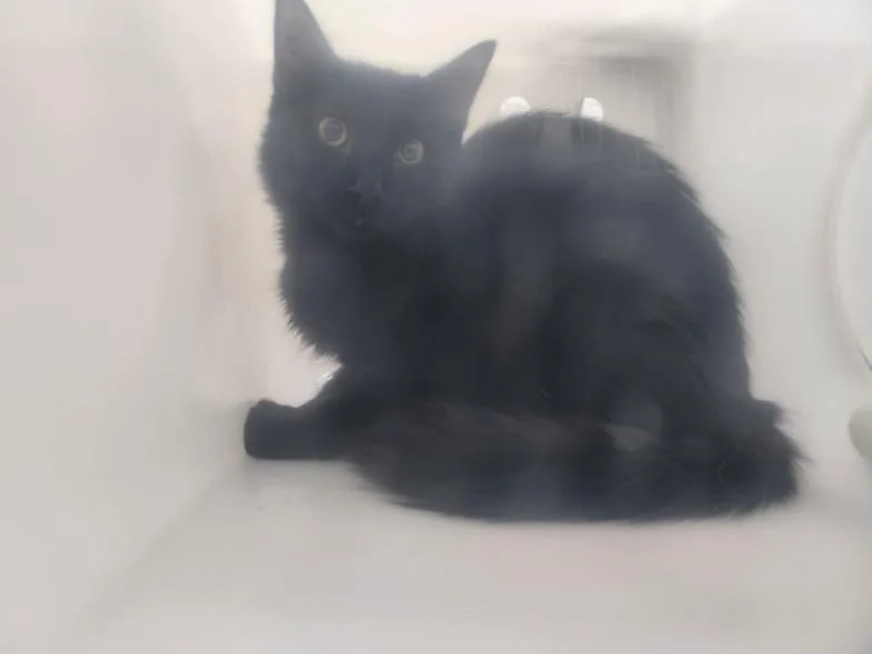 A young small-sized male Domestic Short Hair cat named Raven for adoption in Santa Fe, NM