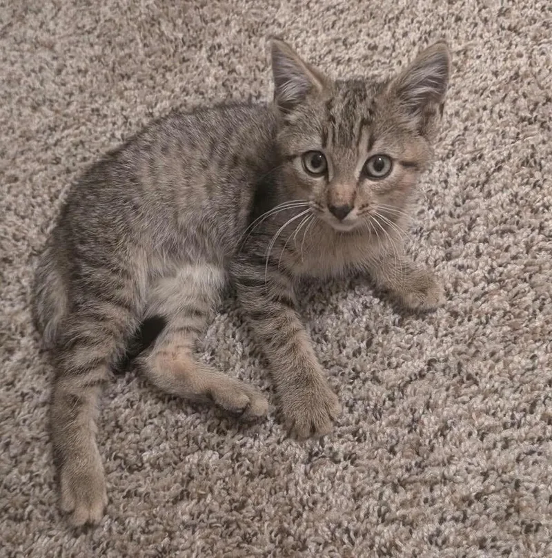 A baby small-sized male Gray / Blue / Silver Domestic Short Hair cat named Jello for adoption in WARNER ROBINS, GA
