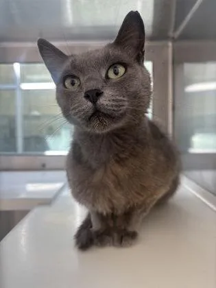 An adult medium-sized female Domestic Short Hair cat named Licorice for adoption in Westland, MI