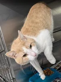 An adult medium-sized male Buff / Tan / Fawn Domestic Short Hair cat named Merle for adoption in Herndon, VA