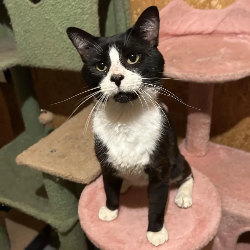 Hubert Jones thumbnail 5