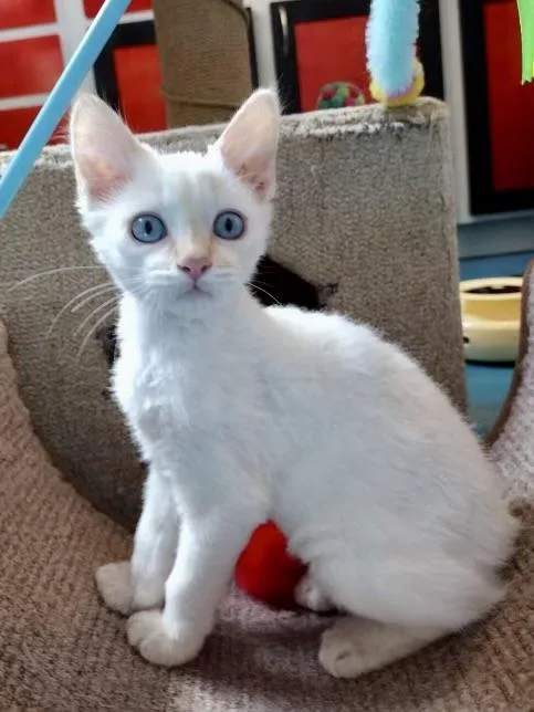 A baby small-sized male Buff & White Domestic Medium Hair cat named Scooby COMING SOON for adoption in Prescott, AZ