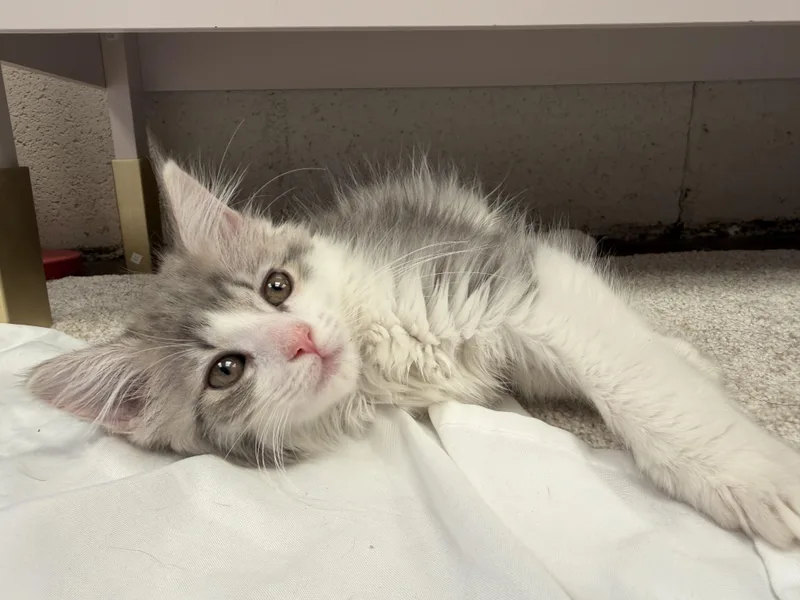 A baby small-sized female Domestic Long Hair cat named Clarabell 🐮 for adoption in Rio Linda, CA