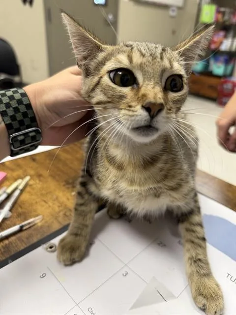 A young medium-sized female Brown / Chocolate Tabby cat named Luna for adoption in Oakdale, CA