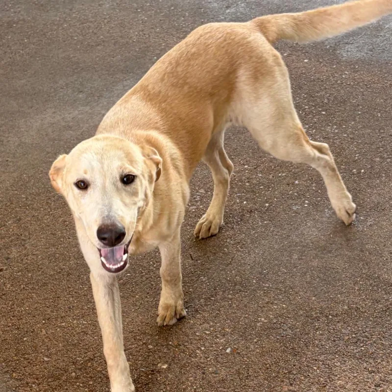 A young medium-sized female Yellow / Tan / Blond / Fawn Mixed Breed dog named Diane for adoption in Lake Jackson, TX