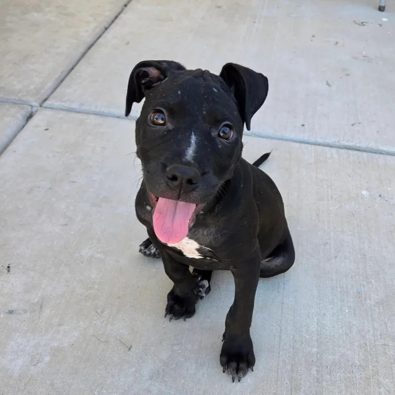 A baby medium-sized male Mixed Breed dog named Pork Rind for adoption in Henderson, NV