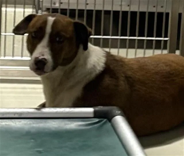 An adult small-sized male White / Cream Dachshund dog named Little Peter  URGENT for adoption in Thousand Oaks, CA