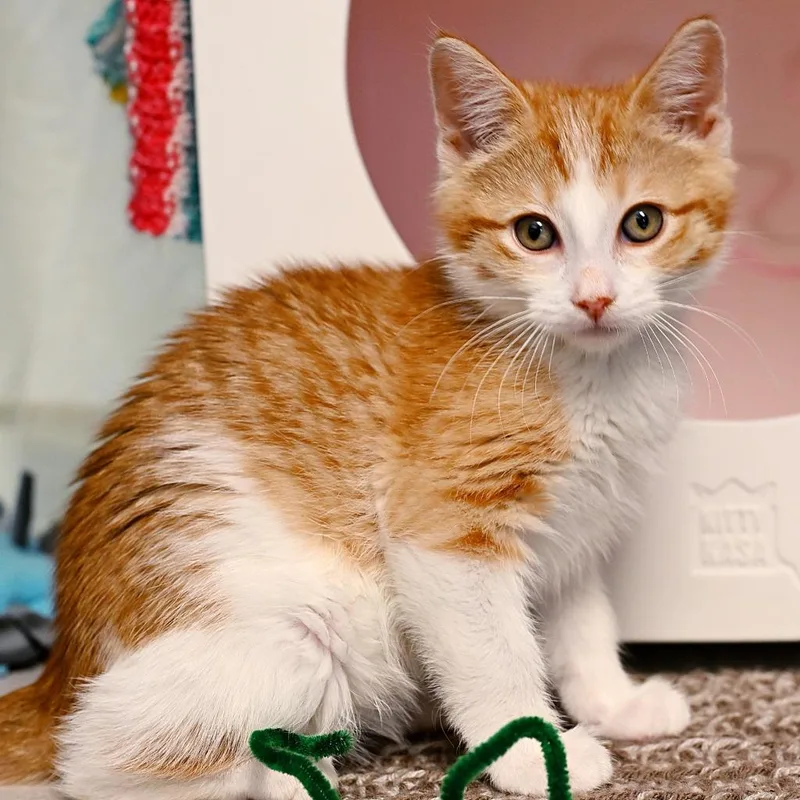 A baby medium-sized male Domestic Short Hair cat named Harvest for adoption in Shoreline, WA