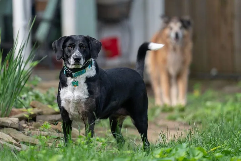 An adult medium-sized female Black Border Collie dog named Molly Dee for adoption in Columbus, OH
