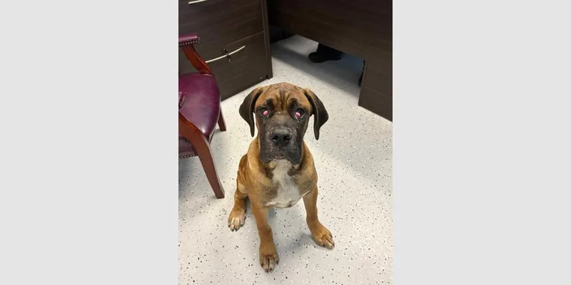 A young large-sized male Yellow / Tan / Blond / Fawn Boxer dog named Maxi for adoption in Hewitt, TX