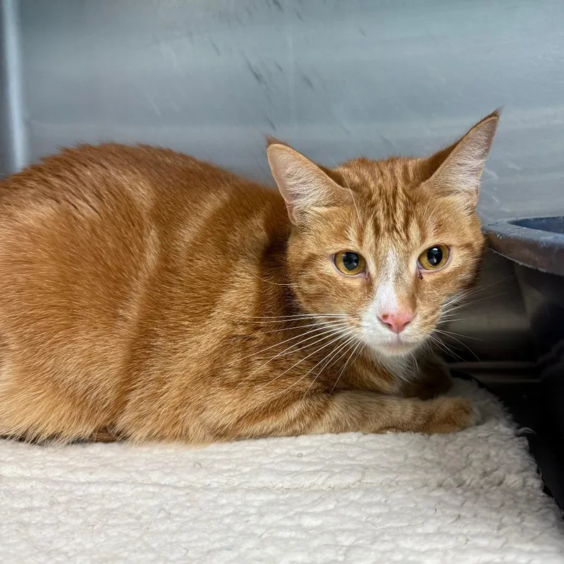 An adult small-sized male Orange / Red Domestic Short Hair cat named Turbo for adoption in Casa Grande, AZ