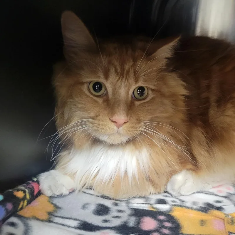 An adult extra large-sized male Orange / Red Domestic Medium Hair cat named Sunshine for adoption in Albuquerque, NM