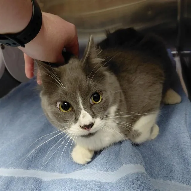 A young medium-sized male Domestic Medium Hair cat named Gilbert for adoption in Huntsville, AL