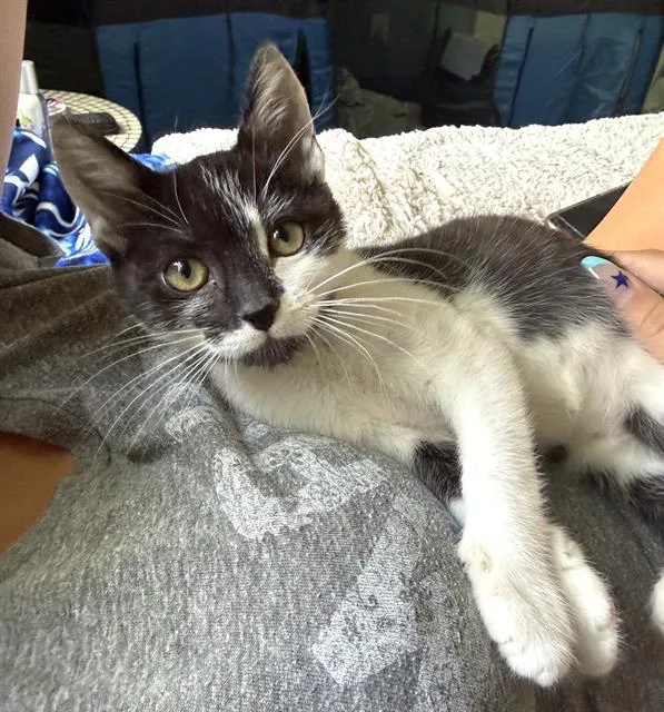 A baby small-sized female Domestic Short Hair cat named Maisie Belle for adoption in Sacramento, CA