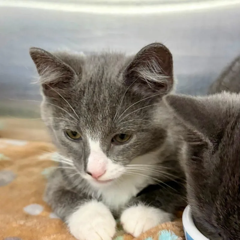 A baby small-sized male Gray / Blue / Silver Domestic Short Hair cat named Severide for adoption in Hamburg, NY