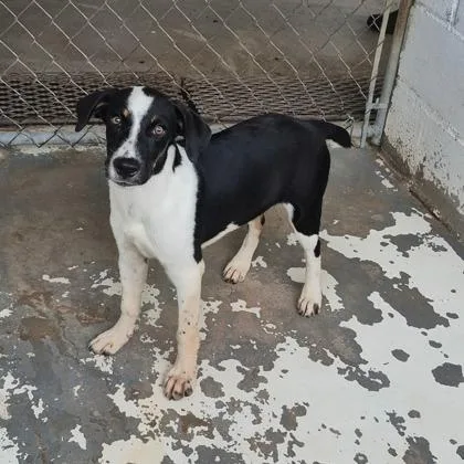A baby medium-sized male Beagle dog named Beethoven for adoption in Morton Grove, IL