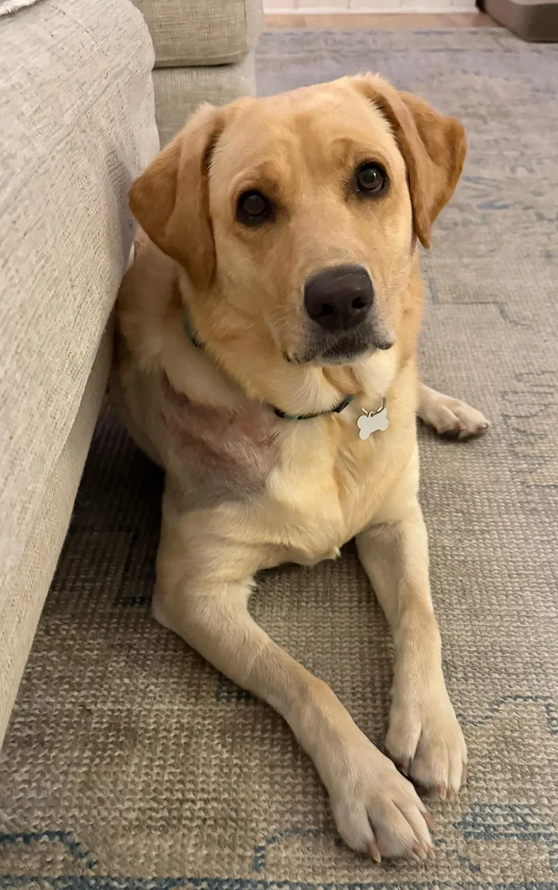 A young large-sized female Yellow Labrador Retriever dog named Birdie for adoption in Nashville, TN