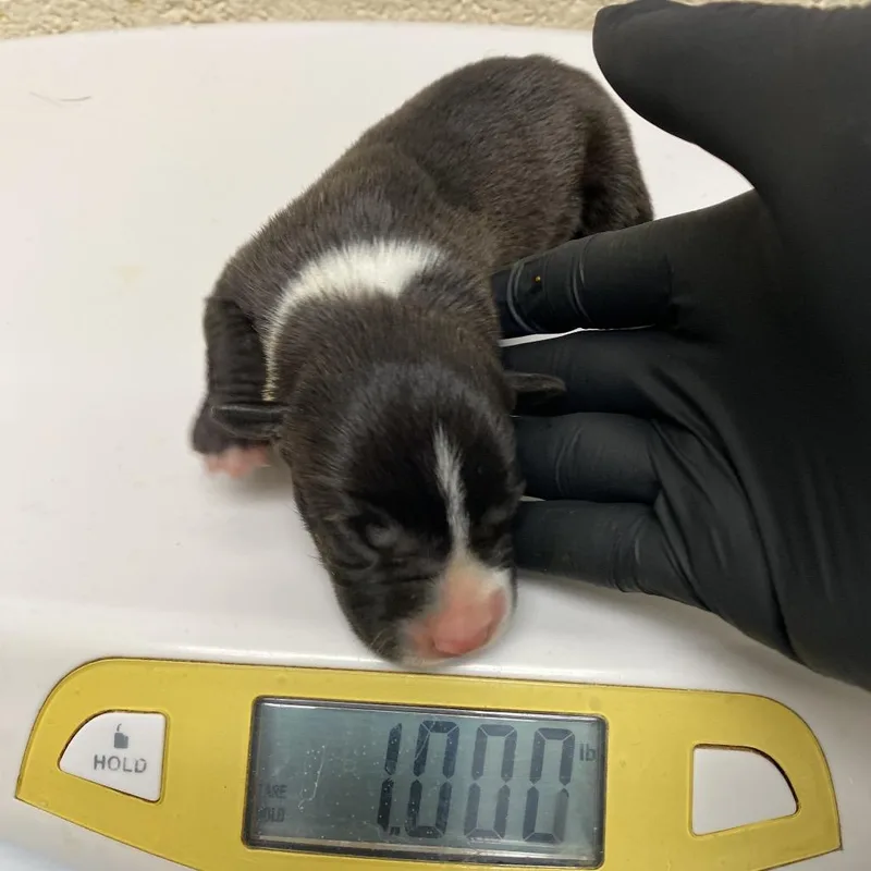 A baby medium-sized male Black Mixed Breed dog named Eeyore for adoption in Pinson, TN