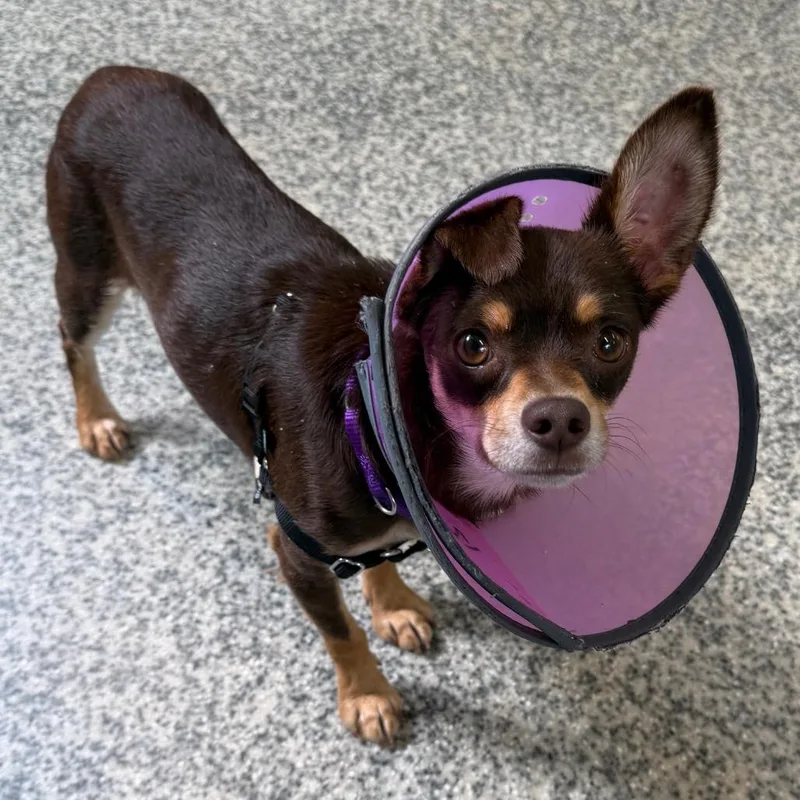 An adult small-sized male Brown / Chocolate Chihuahua dog named Brownie Point for adoption in Falls Church, VA