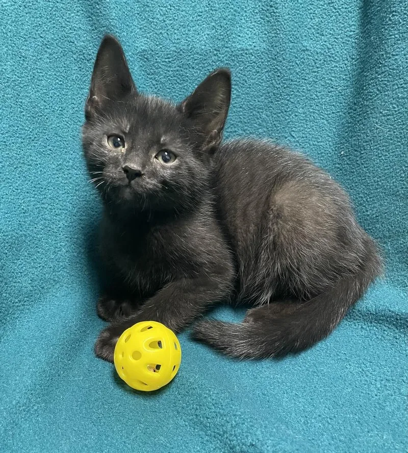 A baby medium-sized male Black Domestic Short Hair cat named Logan for adoption in Jackson, MI