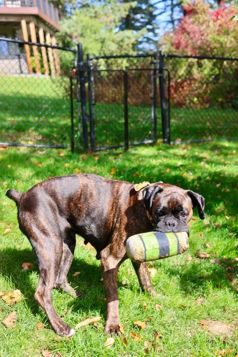 A young medium-sized female Boxer dog named Sandra for adoption in Duluth, MN