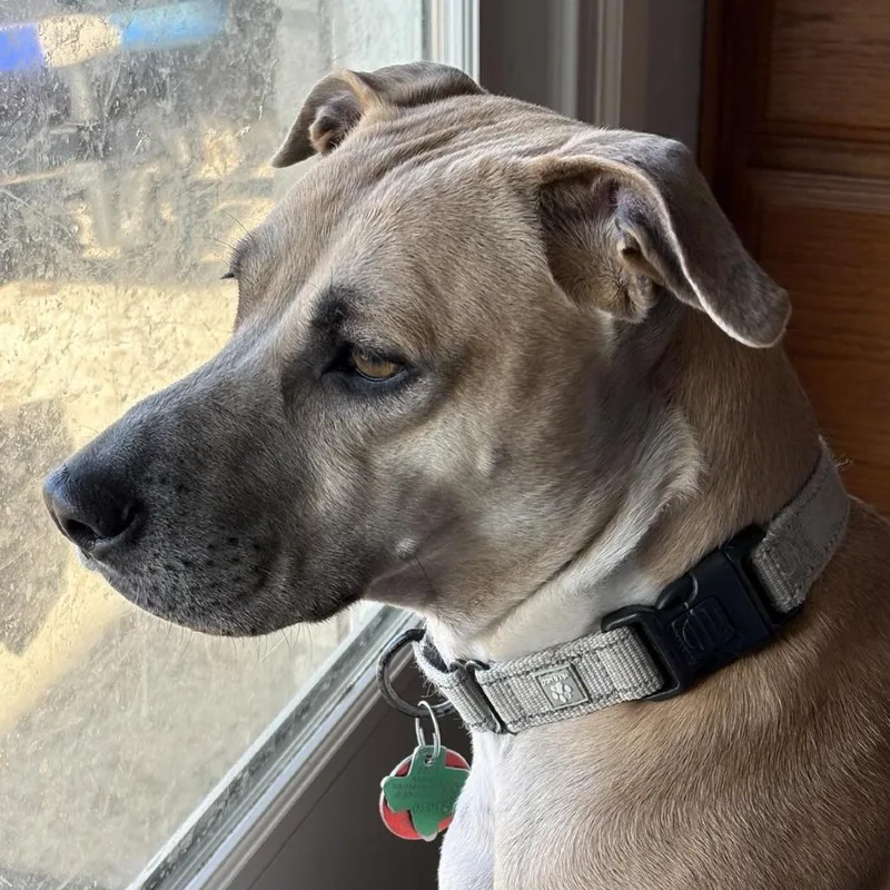An adult medium-sized female Yellow / Tan / Blond / Fawn Black Mouth Cur dog named Daisy for adoption in Seguin, TX