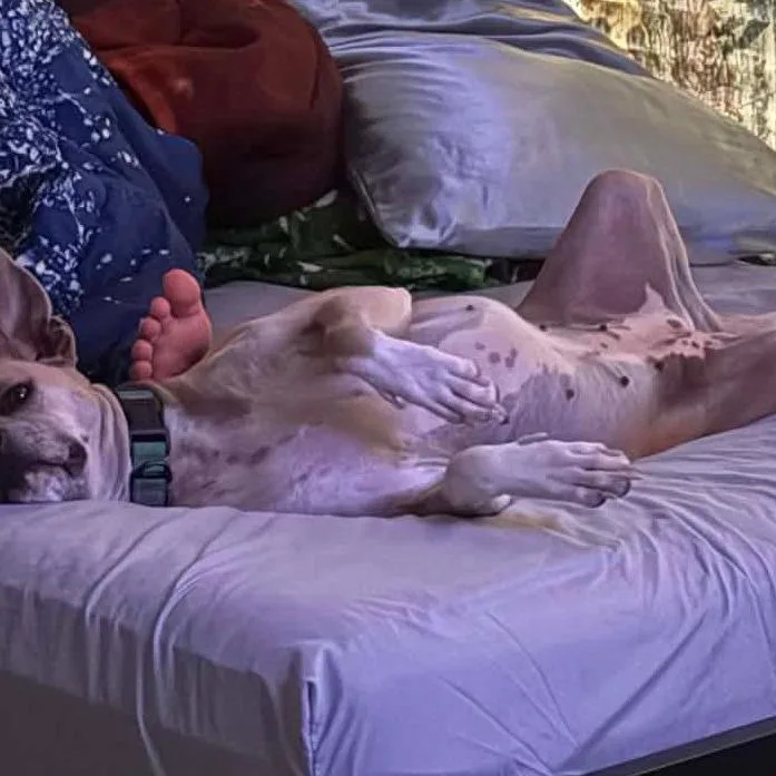 Daisy thumbnail 2