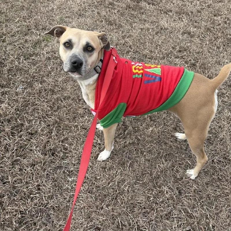 Daisy thumbnail 4