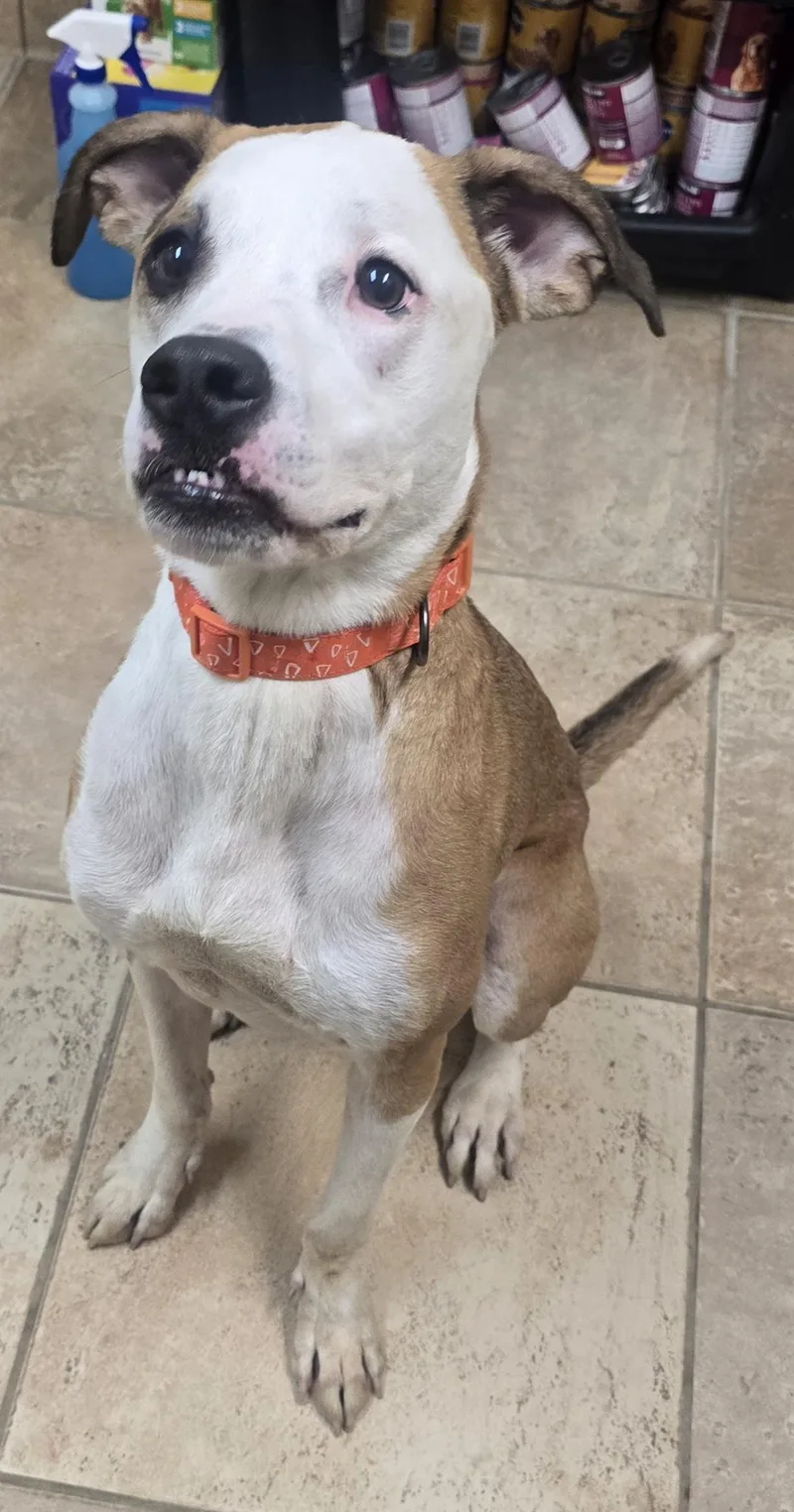 A young large-sized male Boxer dog named Lenny for adoption in Brainerd, MN