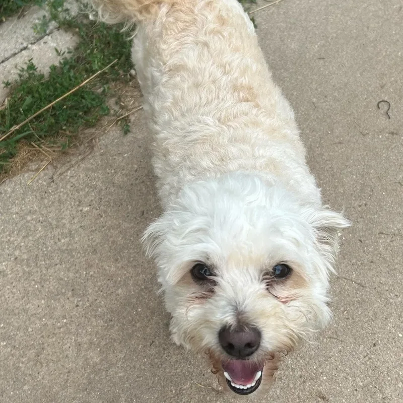 An adult small-sized male White / Cream Maltipoo dog named Charlie for adoption in Traverse City, MI