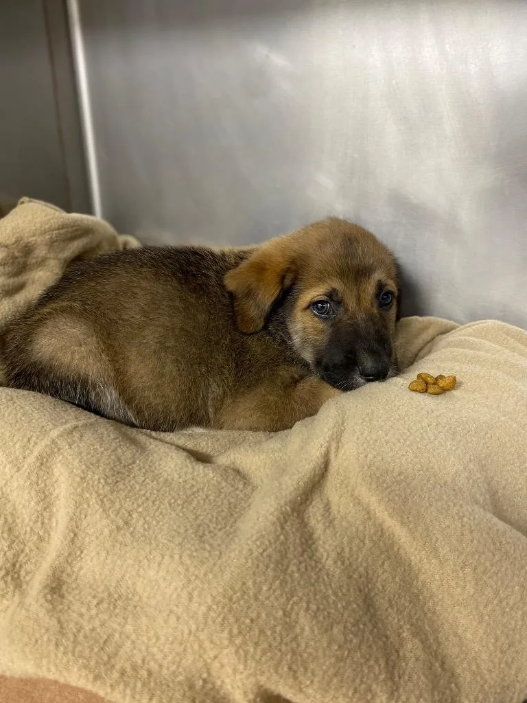 A baby small-sized male Mixed Breed dog named John Carter for adoption in Cartersville , GA