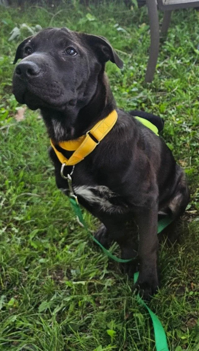 A baby medium-sized male Black Shar-Pei dog named Saffron for adoption in Oswego, IL