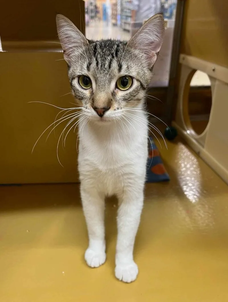 A young medium-sized male Tabby (Brown / Chocolate) Egyptian Mau cat named Julian for adoption in HEMET, CA