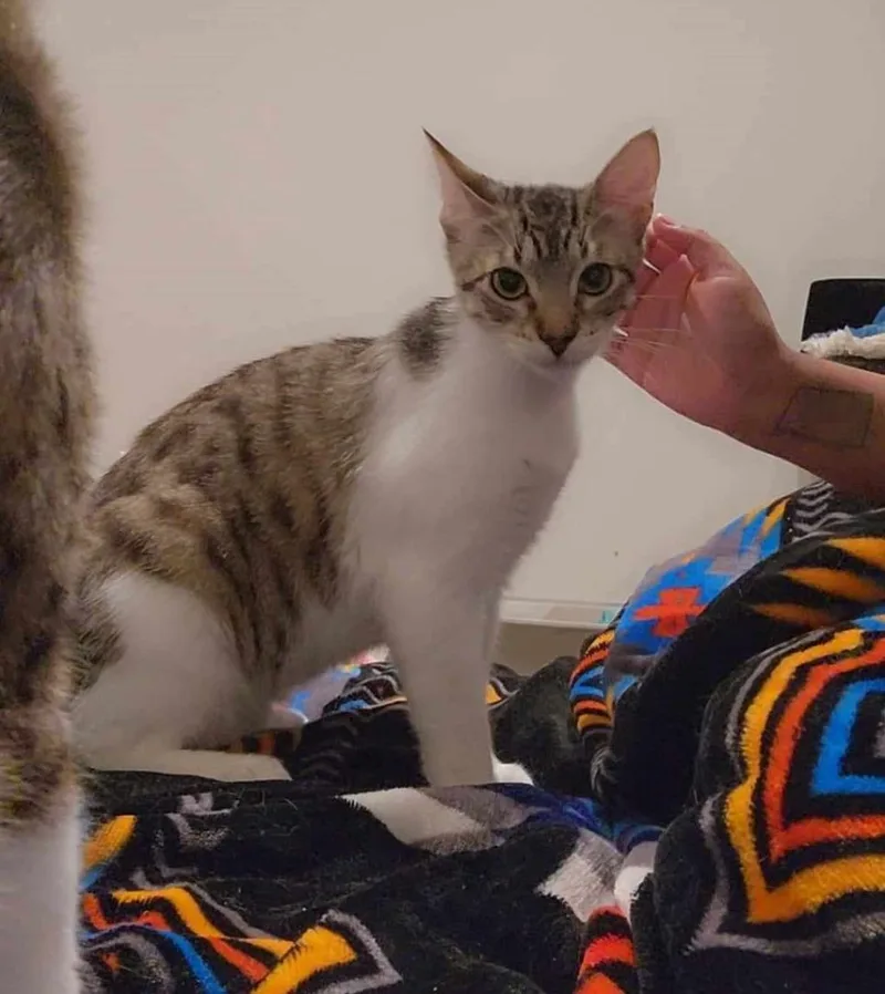 Julian thumbnail 6