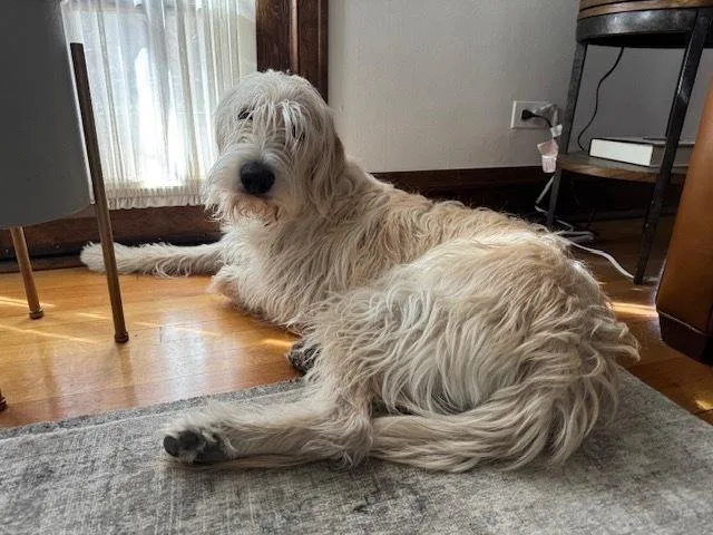 Carcone  Butter  thumbnail 2