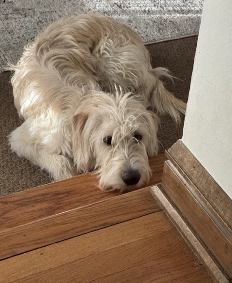 Carcone  Butter  thumbnail 3