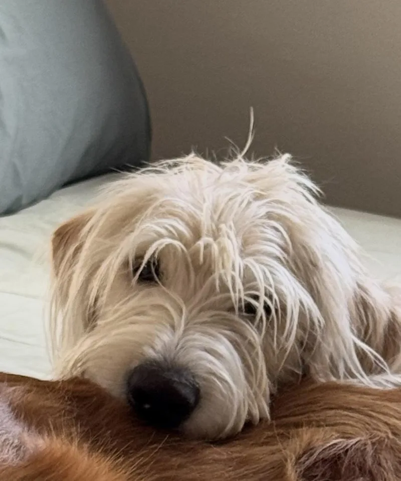 Carcone  Butter  thumbnail 4