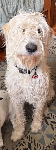 Carcone  Butter  thumbnail 5