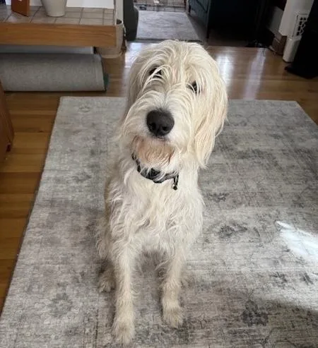 Carcone  Butter  thumbnail 6