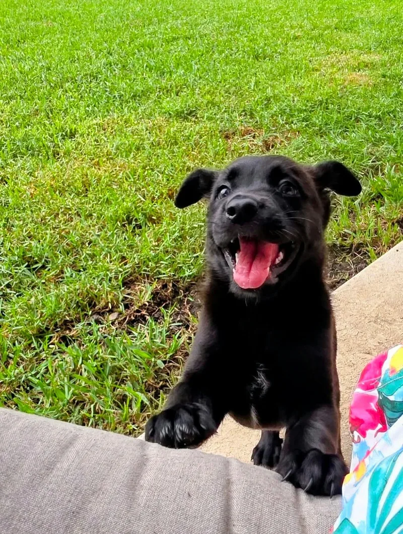 A baby medium-sized female Labrador Retriever dog named Winnie for adoption in Melbourne , FL