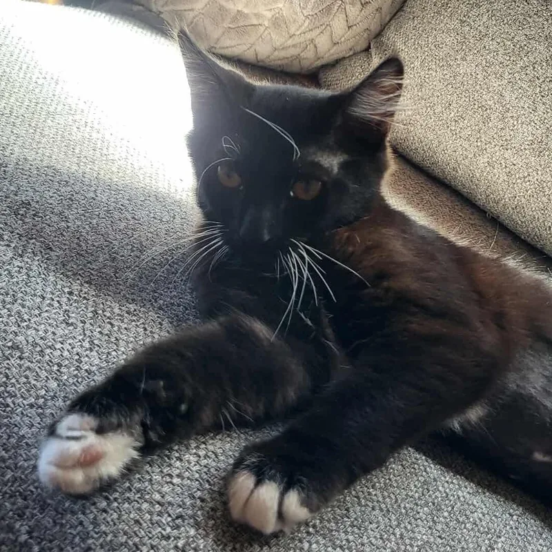 Chocolate thumbnail 3