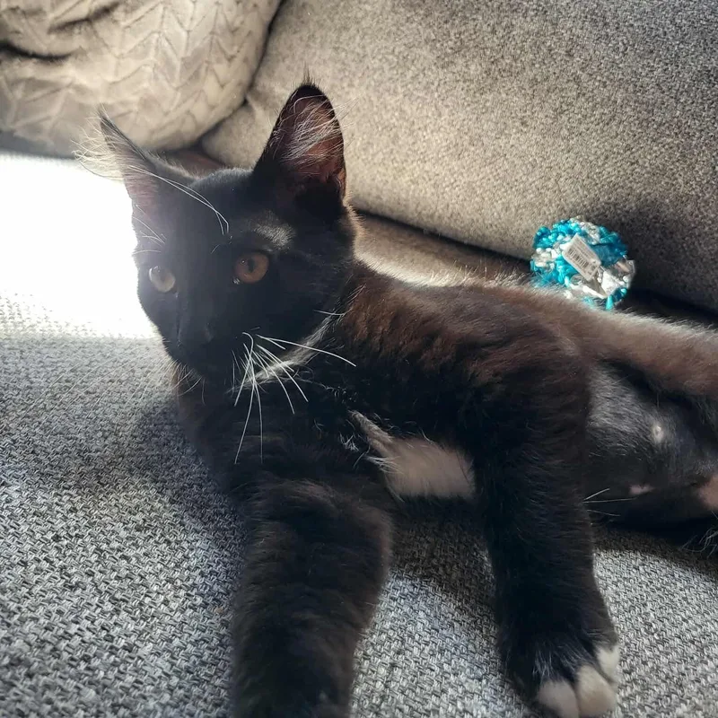 Chocolate thumbnail 4