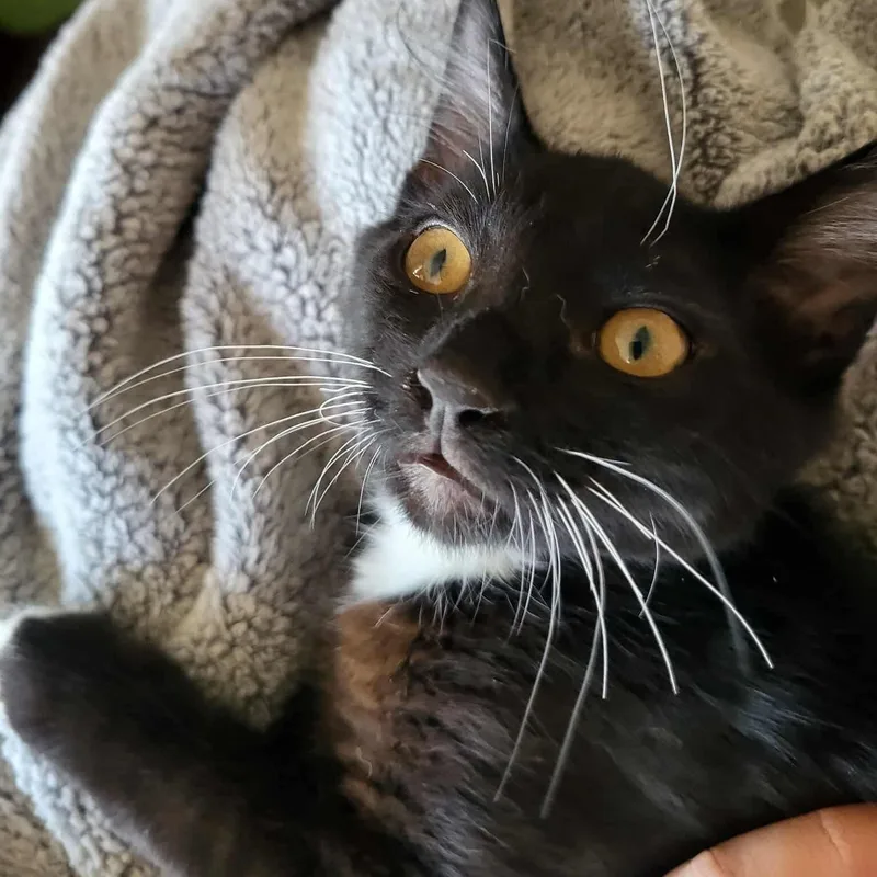 Chocolate thumbnail 5