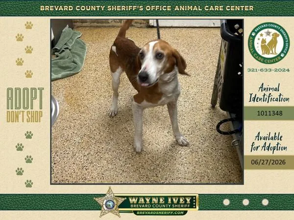 An adult large-sized male Mixed Breed dog named Billie Ray for adoption in Melbourne, FL