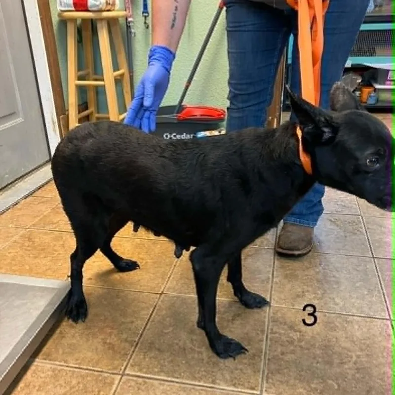 A young medium-sized female Black Belgian Shepherd / Malinois dog named Three for adoption in Madill, OK